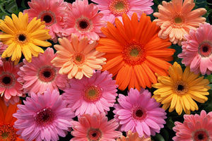 Gerberas Delivery in Pattaya - Flowers-Pattaya