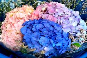 Hydrangea Delivery in Pattaya - Flowers-Pattaya