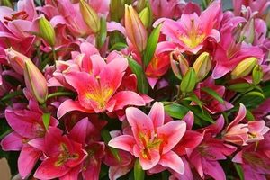 Lilies Delivery in Pattaya - Flowers-Pattaya