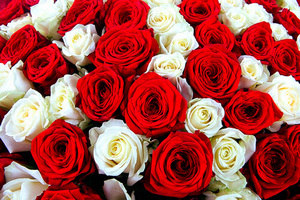 Rose Delivery in Pattaya - Flowers-Pattaya